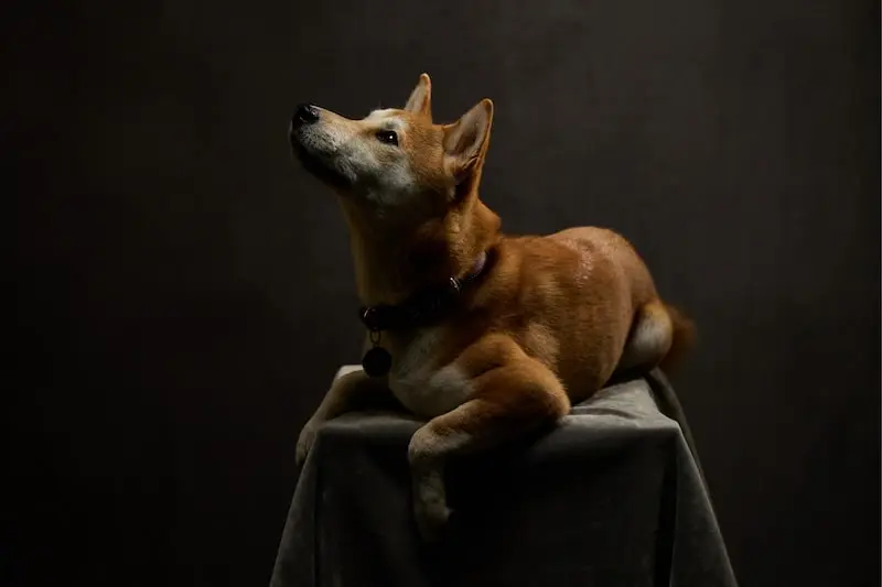 shiba-inu-nain-mame-photo shiba-inu-nain-mame-photo