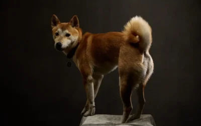 Famous Shiba Inus on Social Media