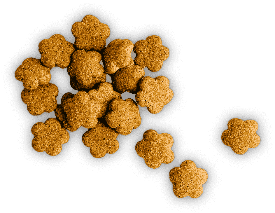 croquette chien