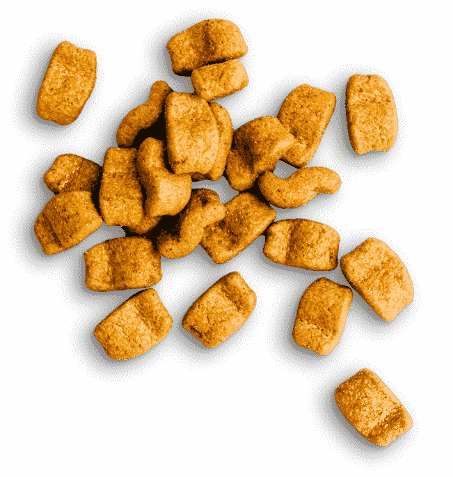 croquette chien