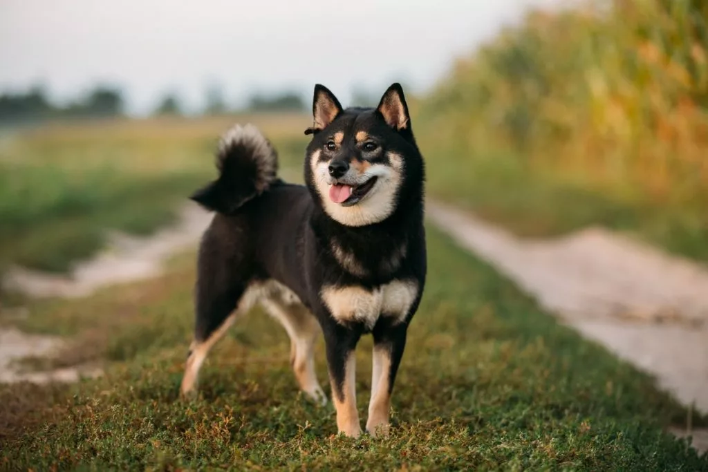shiba-inu-noir-feu shiba-inu-noir-feu