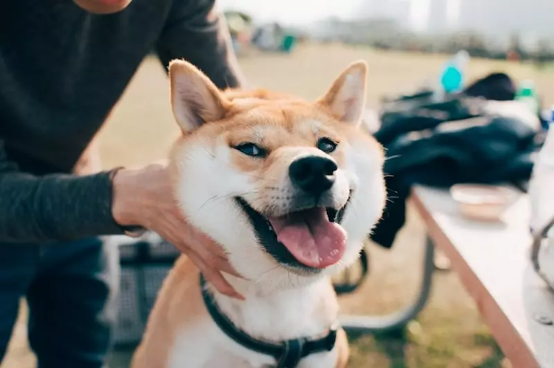 shiba-inu-sociabilisation shiba-inu-sociabilisation
