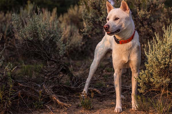 Kishu Ken chien japonais