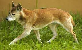 Le Chien des Chanteurs du Nouvelle-Galles du Sud Le Chien des Chanteurs du Nouvelle-Galles du Sud