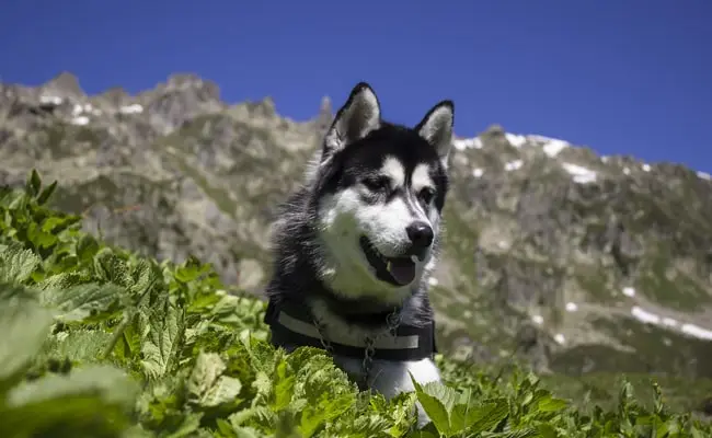 Le-Husky-de-Sakhaline