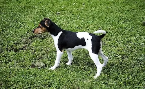 Le Terrier Japonais