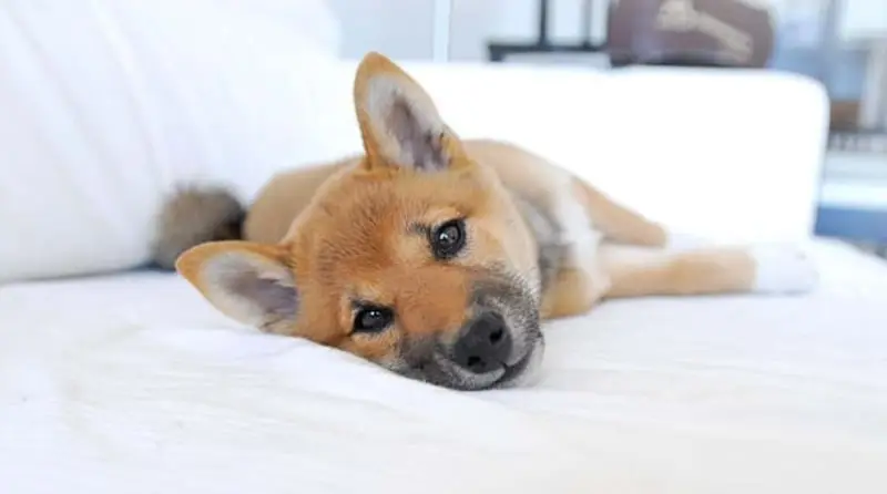 Shiba-Inu-Mame Shiba-Inu-Mame