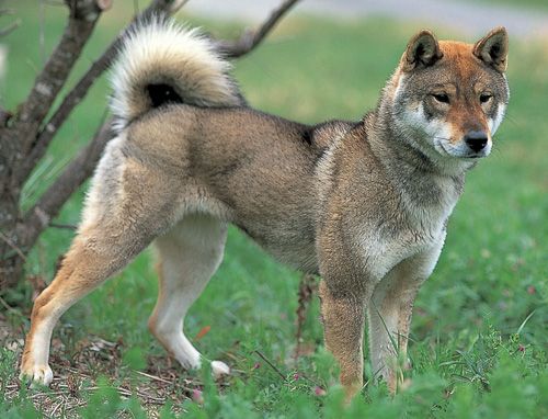 Shikoku Ken