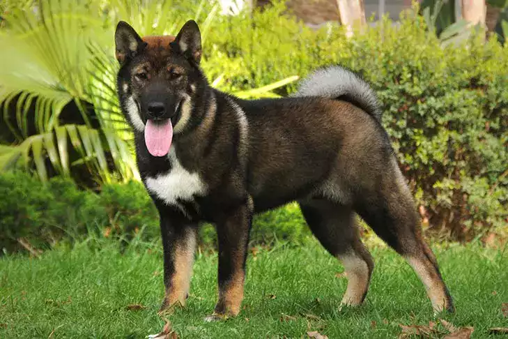 Shikoku Shikoku