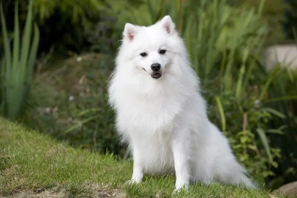 Spitz Japonais chien japonais