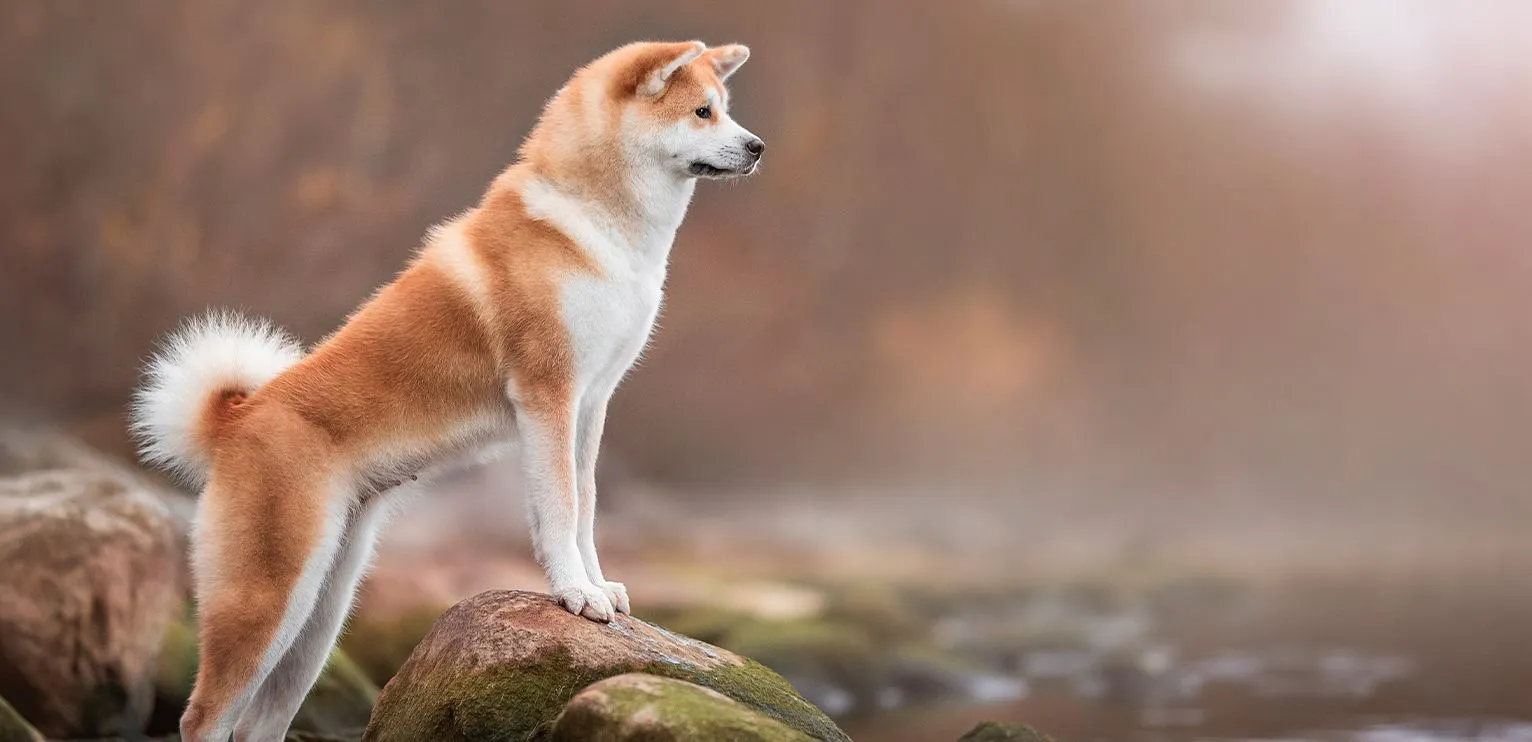 akita-inu-dans-la-nature