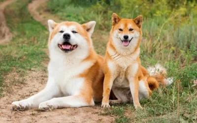 How to convince your parents to get a Shiba Inu?