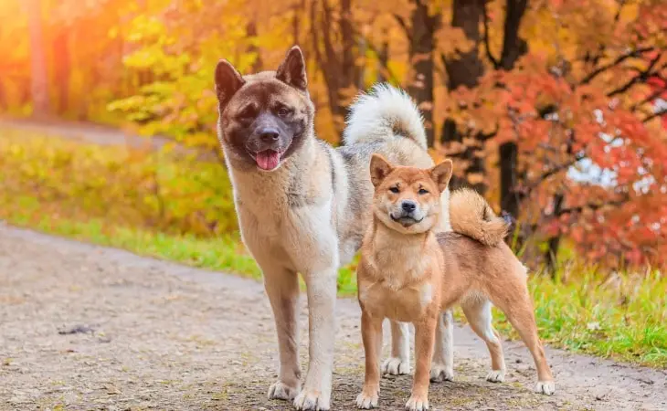 akita-vs-shiba-inu-les-differences akita-vs-shiba-inu-les-differences