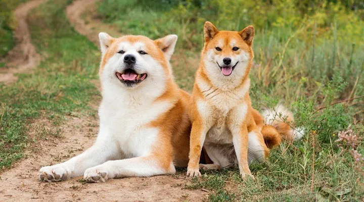 akita-vs-shiba-inu