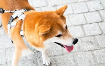 The Shiba Inu as a Guard Dog
