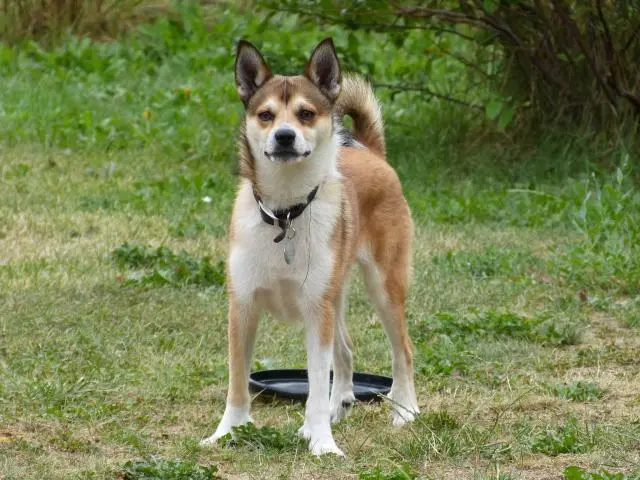 chien-norvegien-macareux chien-norvegien-macareux