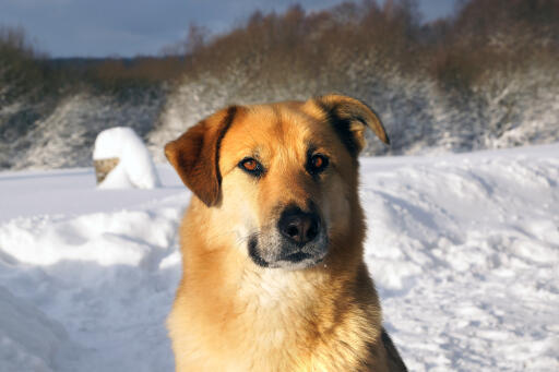 chinook-chien japonais