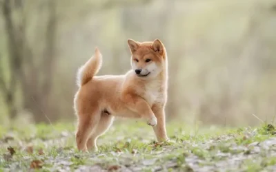 The ancestral hunting skills of Shiba Inus.