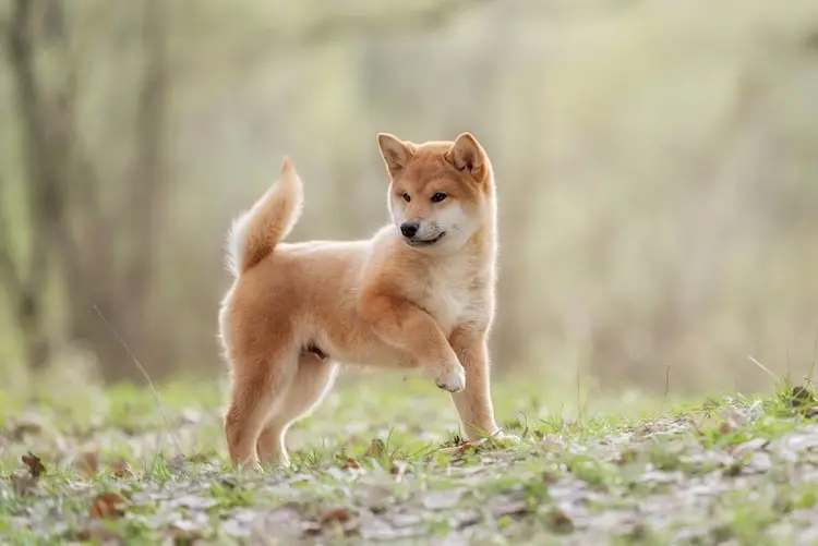 chiot-shiba_inu_race_de_chien chiot-shiba_inu_race_de_chien