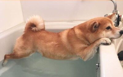 How to make a Shiba Inu like water?