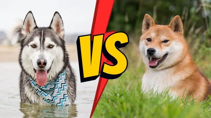 husky inu husky inu