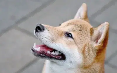 Calming Signals in Shiba Inus