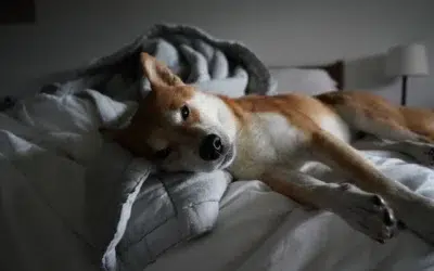 Body Language of Shiba Inus