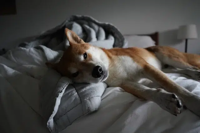 Sleeping Shiba Inu