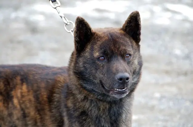 kai-ken-chien-japonais