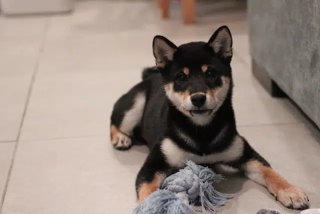 chiot shiba noir avec jouet