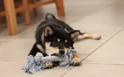 Shiba Inus and Smart Play