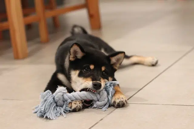 toys Shiba Inu