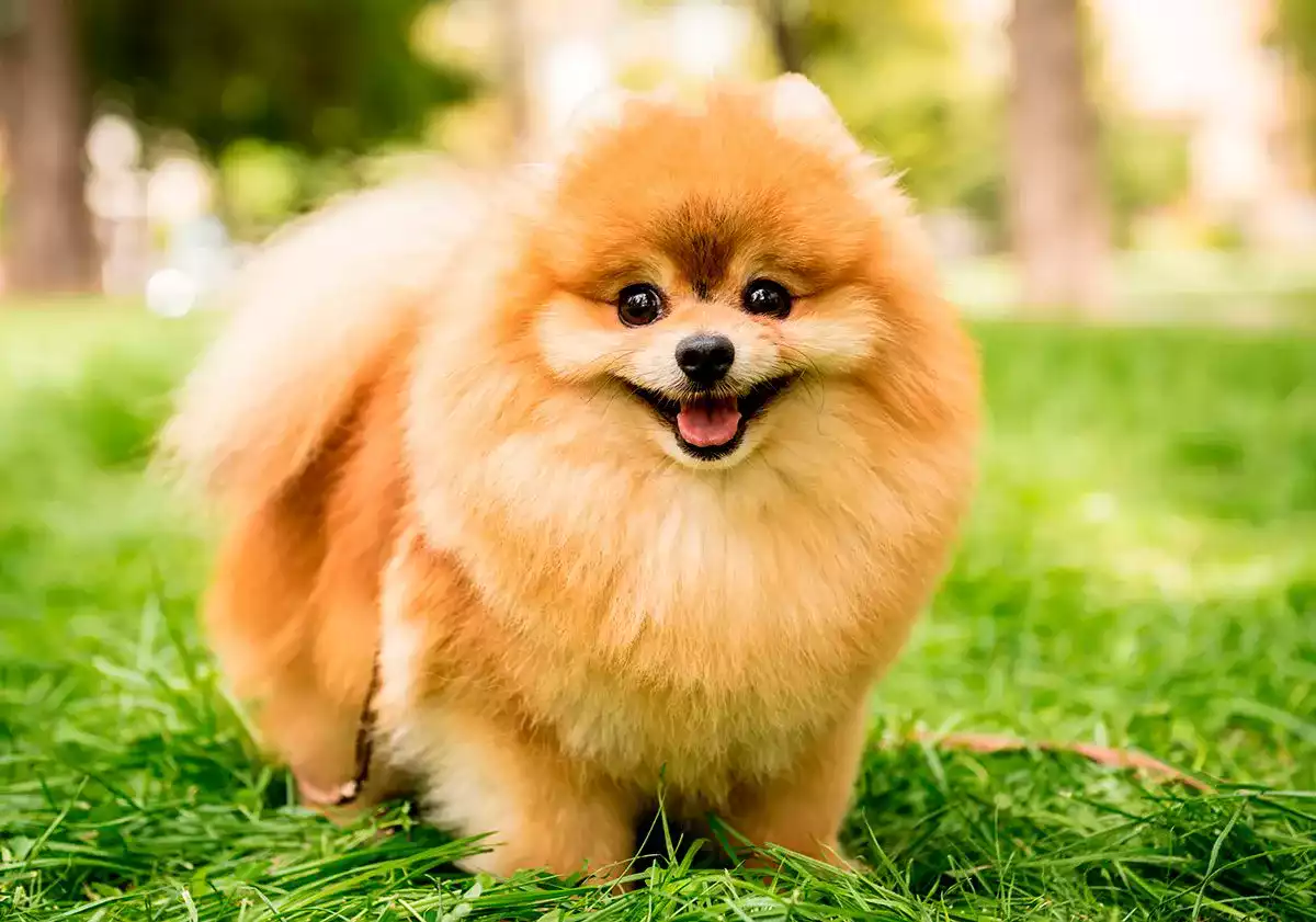 poméranien chien renard poméranien chien renard