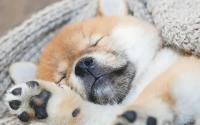 How do Shiba Inu dogs sleep?