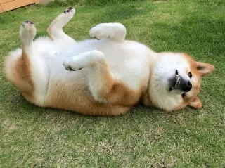 My Shiba rolls in poop