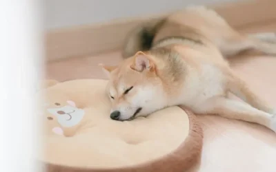 The rules/menstruation in female Shiba Inus.