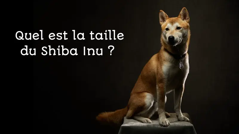 taille-shiba-inu taille-shiba-inu